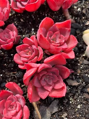 Echeveria Red Noble Succulent Seeds X40 • $19.95