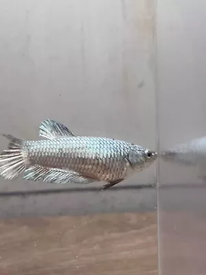Live Betta Fish - High Quality HMPK Female 4037 • $20