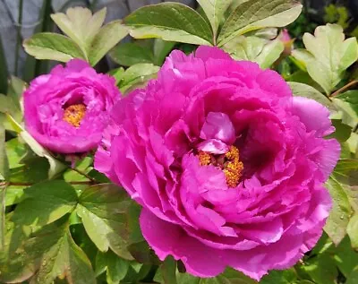 Fuchsia Pink  Japanese Tree Peony Paeonia Suffruticosa 5 Year Old Plant 40-50cm  • £54.99