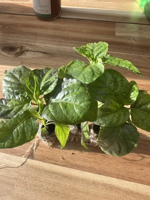 £10 • Buy 3 X Bangladeshi Naga Chilli Plant Plugs
