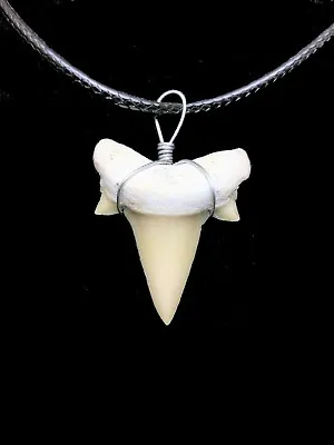 Otodus Tooth Real Shark Necklace Fossil Pendant Megalodon Extinct Ancestor Relic • $11.95