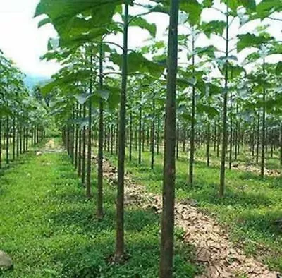 Paulownia Elongata (100+ Seeds)  -  Fresh Seeds • $6.49