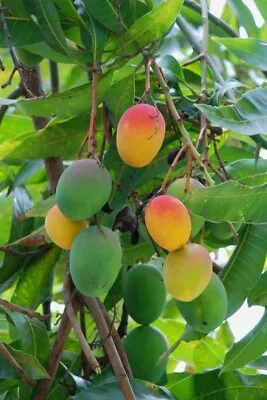 3 Florida MANGO Scion Wood Cuttings For GRAFTING -- FRESH! Curated Varieties!  • $10.99