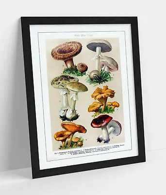 Quirky Vintage Mushroom Illustrations Art Poster -framed Wall Art Picture Print • £37.99