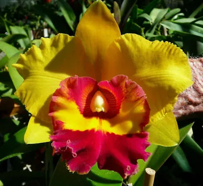 Cattleya   Mericlone Seedling Orchid Plant..Rlc Chunyeah   Tzeng Wen  • $13.50