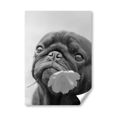 £4.99 • Buy A4 - BW - Cute Pug Puppy With Marigold Flower Poster 21X29.7cm280gsm #37494