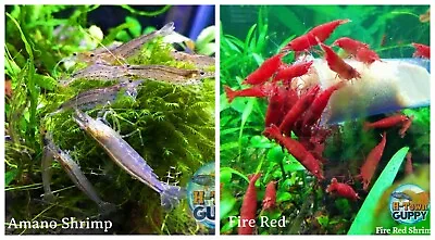 5+1 Amano Algae Eater & 5+1 Red Cherry Freshwater Neocaridina Aquarium Shrimp • $40