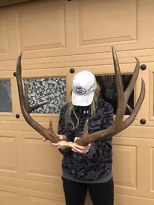 ANTLERS MULE DEER 4X4 BIG 30in WIDE TYPICAL TROPHY BUCK!MOUNT~HORN~MOOSE~ELK~LOT • $575