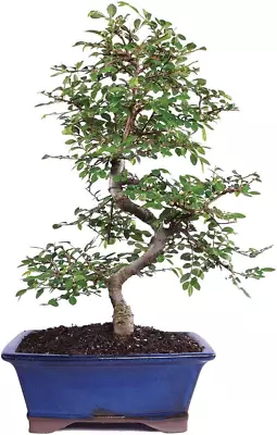 Brussel'S Live Chinese Elm Outdoor Bonsai Tree - 7 Years Old; 8  To 10  Tall Wit • $96.99