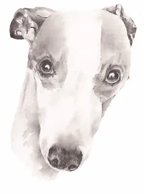 £3.99 • Buy Greetings Card - Whippet, Greyhound, Lurcher