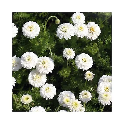 6 Chamomile Double Herb Starter Plants Herb Gardens Herbs Delivered Online. • £12.99