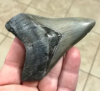 HUMONGOUSLY RARE -S.W. FLORIDA LAND FIND-3.98” X 2.92” Megalodon Shark Tooth • $337
