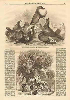 Prize Pigeons Halifax Fancy Pigeon Assoc. Show By Harrison Weir 1862 Print • £19.11