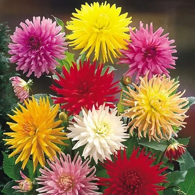 Mixed Colour Cactus Dahlia Tubers • £10