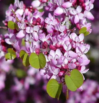 Cercis Occidentalis 25 Seeds Western Redbud Cold Hardy Flowering Shrub Or Tree • £3.24