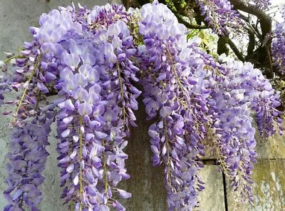 £24 • Buy 3L Deep Wisteria sinensis 'Caroline' Climber 