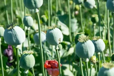 300 Mammoth Poppy Seeds For Planting - Papaver • $9.76