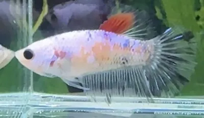 Female Multi Coloured Halfmoon Betta • £14