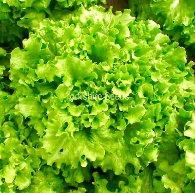 Organic Lettuce Salad Bowl Green - 1500x Seeds - Lettuce • £1.99