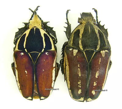 Unmounted Beetle/Cetoniidae - Mecynorrhina Torquata Ugandensis PAIR 10 • $33.33