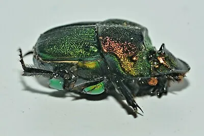 A1 Unmounted Phanaeus Vindex Female - Rainbow Scarab  From USA -  Data Included • $5