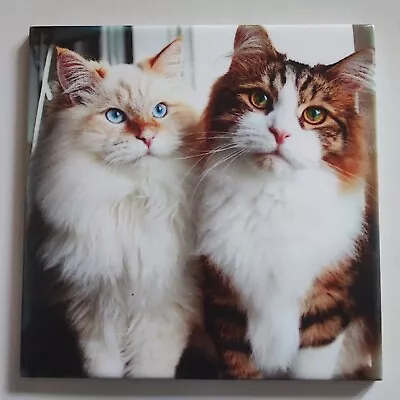 Ceramic Tile Cats Picture Tile Photo Art Tile Cat Tile Cats Tile  Decor Gift • £19.99