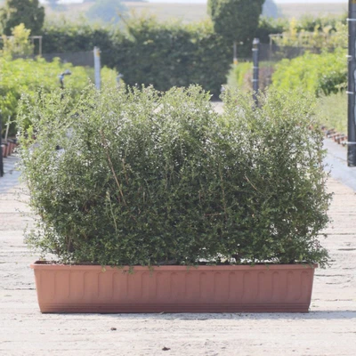 £89 • Buy Pre-grown Honeysuckle Hedging Lonicera Nitida Trough Instant Hedge 1m