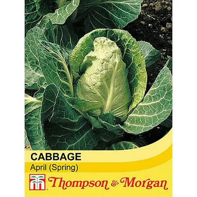 Cabbage April Hardy Annual 450 Seeds Packet T&M • £3.49