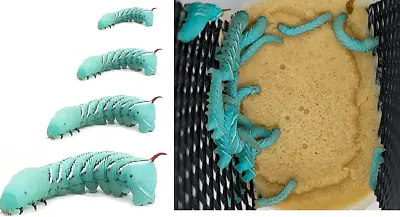 24+ Live Blue Goliath Tobacco Hornworm Pet Reptile Worm Feeders Full Cup W/ Food • $21.99