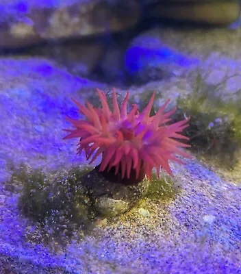 Red Beadlet Captive Bred Sea Anemone Young Tropical Marine Aquarium Soft Corals • £15.99