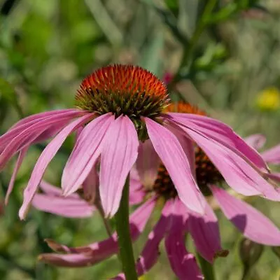 Echinacea- Narrow Leaf Coneflower 25 Seeds | TSC: Heirloom & OP Seeds Non-GMO • $3.49