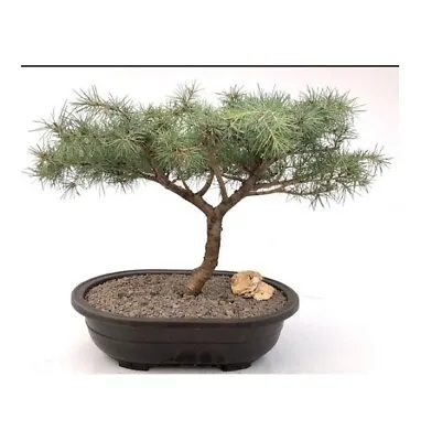 Deodar Cedar Snow Sprite Outdoor Bonsai Tree Cedrus Deodara 40 Y.o. 22  Tall • $525.95