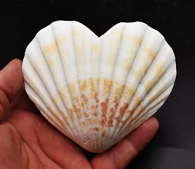 $7.99 • Buy Set Of 2 Heart Shaped Natural Scallop Shells (4 ) Beach Crafts Coastal Decorate
