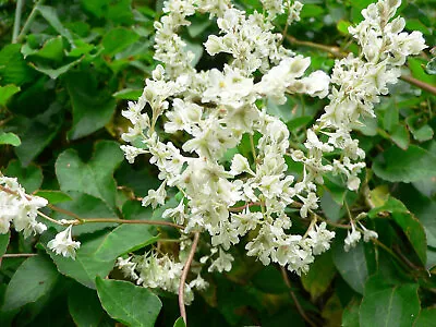 Polygonum Baldshuanicum (Mile A Minute) Fast Growing Climbing 9cm & 17cm Pot • £9.75