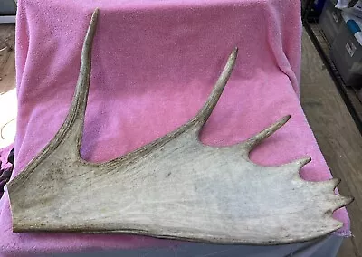 Moose Shed Antler Palm Solid Shed For Carving Crafts Or Decor 4lb Plus! • $85