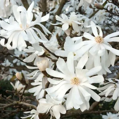 £14.49 • Buy Magnolia Stellata Royal Star Plant In 2 Lt Pot, 2 Foot Shrub/tree, White Flowers