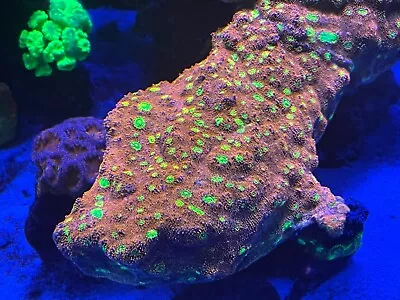  PINK BOOBIES CHALICE - 1.2  Plug LIVE CORAL-FRAG-SPS LPS ZOAS • $50