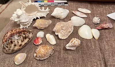 Small Collection Of Mixed Sea Shells For Display Fishtanks Etc • £11.20