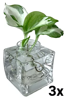 Glass Clear Vase Square Bud Propagation Terrarium Hydroponic Wedding Jar 314ml • £15.98