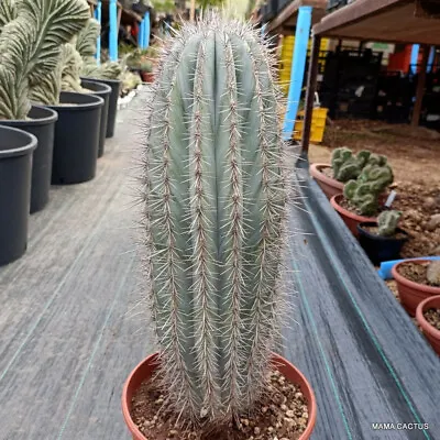 A7258 PACHYCEREUS PRINGLEI VERY OLD Pot 22 Cm H 42 Cm W 13 Cm MaMa Cactus • $200