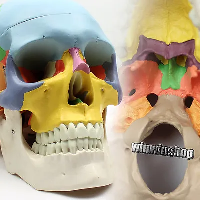 Human Skull Anatomical Anatomy Skeleton Medical Model & Colored Bones 2 Parts • $85.74