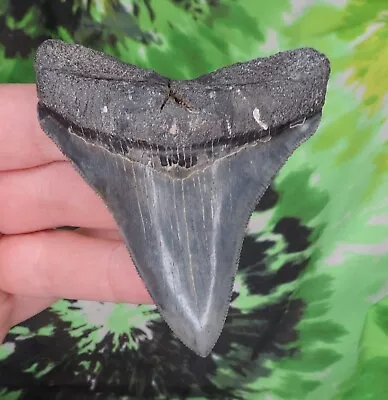 Megalodon Sharks Tooth 3 3/8  Inch NO RESTORATIONS Fossil Sharks Teeth Tooth • $0.99