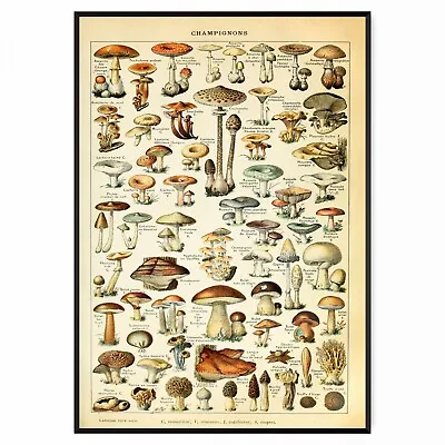 Vintage Adolphe Millot Mushroom Botanical Fungi Natural History Wall Print • £3.99