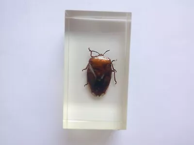 Vintage Asian Bug In Epoxy Taxidermy Bug Insect Taxidermy • $7.99