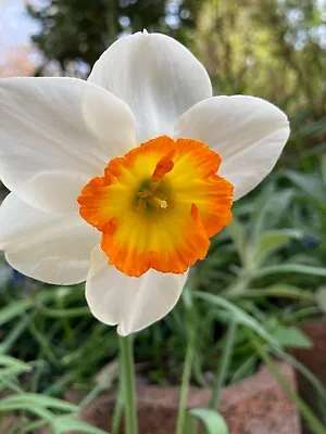 10 Daffodil 'Rainbow' Bulbs (Narcissus) Free Postage UK • £14.50