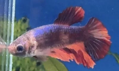 Female Blue Multi Coloured Halfmoon Betta • £12