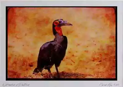 268057 Ground Hornbill Watercolour Picture Ltd Ed A3 • £25.99