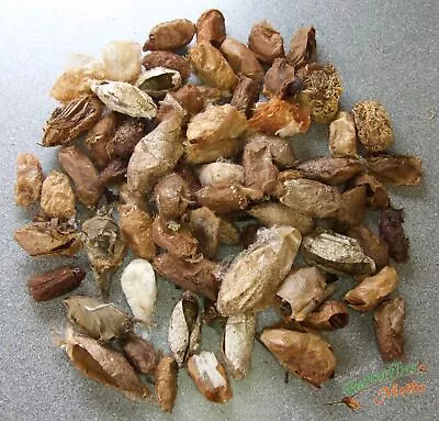 SILK MOTH EMPTY COCOONS BULK School Project Artwork Entomology Study NOT LIVE • $26.83