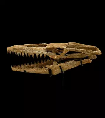 Great Quality Mosasaur Skull - Mosasaurus Beaugei - Reptile Skull - Dino Skull • $3250