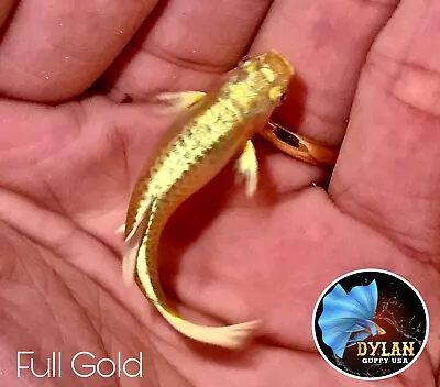 1 Pair - Live Aquarium Guppy Fish High Quality - Full Gold 24k - USA SELLER • $22.95